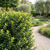 Green boutiQ - 8x Ilex crenata Golden Gem - Japanse Hulst - Haagplanten - Groenblijvend - Geel - Pot 9cm - Hoogte 20-30cm