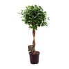 Ficus Micr. Moclame - Ø23cm - ↕100- 110cm