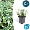 12x Euonymus fort. 'Emerald Gaiety' - ↕10-25cm - Ø9cm