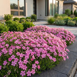 Green boutiQ - Vasteplant - Phlox MacDaniel's Cushion - Vlambloem - Bodembedekkend - Donker Roze - 12 Planten - Pot 11cm - Hoogte 15-25cm