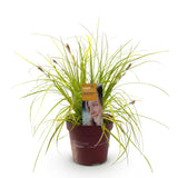 Green boutiQ - Siergrassen -Carex oshimensis Everillo - Geel - 1 Planten - Groenblijvend - Winterhard - Pot 17cm Hoogte 50cm