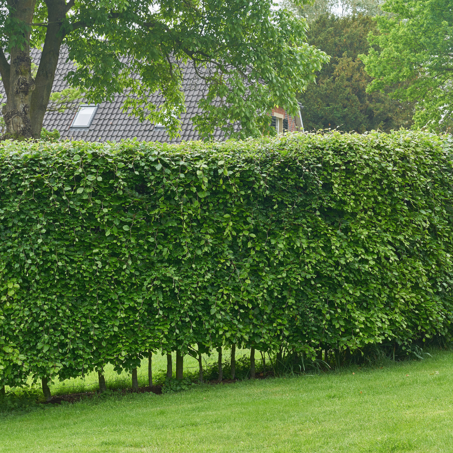 Carpinus Betulus — Haagbeukhaag, minipallet 50 stuks, 80-100 cm