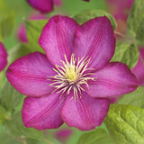 Green boutiQ - Klimplant - Clematis Ville de Lyon - Bloem Roze - Weinig onderhoud -2 planten -Pot 11cm Hoogte 40cm