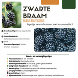 3 x Biologische bramenplanten - Ø 13 cm - ↨ 20 cm