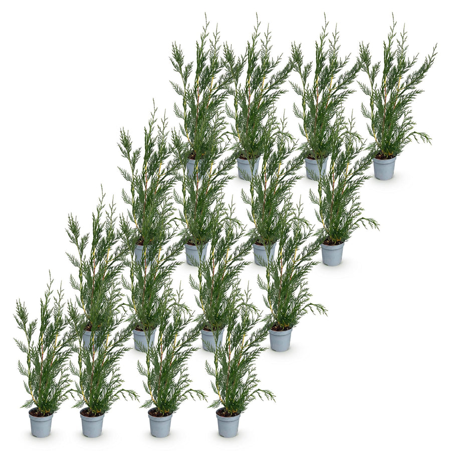 Cupressocyparis leylandii 2011 — Leylandiihaag, 16 stuks, 30-40 cm