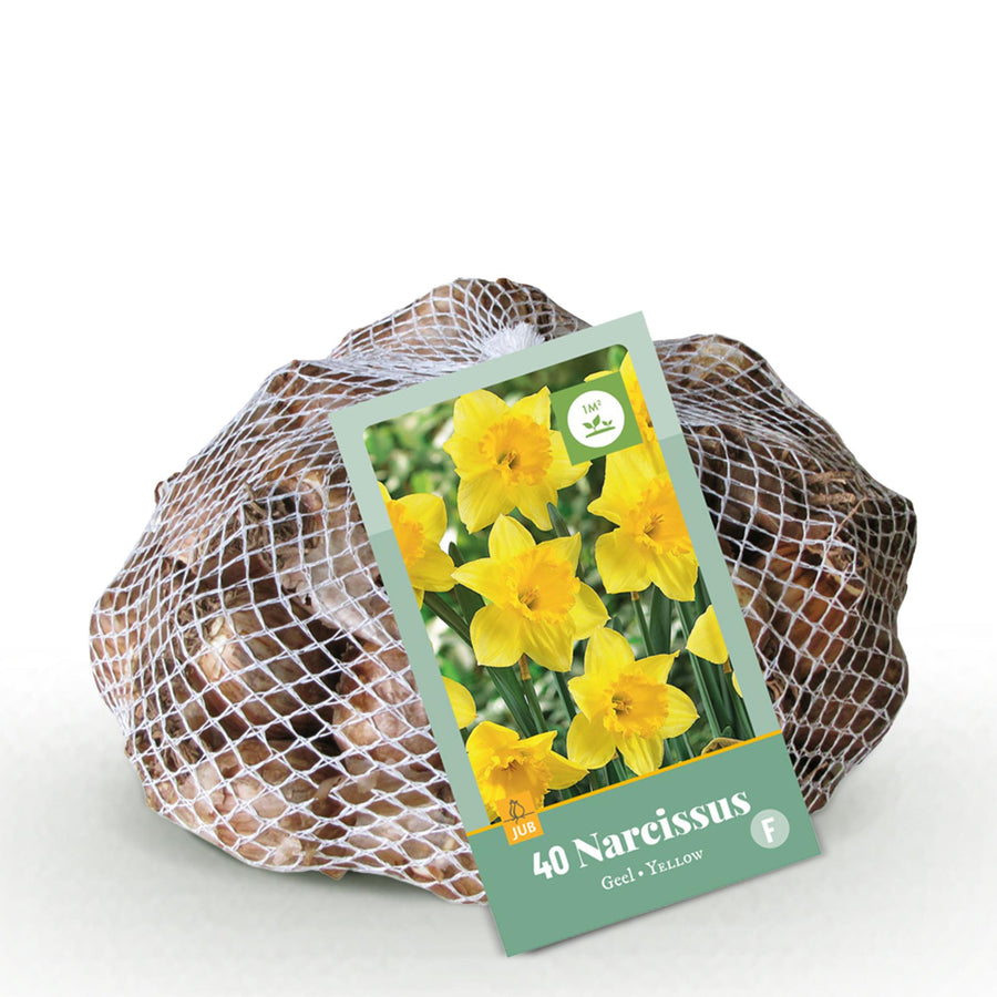 Narcisbollen Yellow — geel, 40 stuks (bolmaat 10/12)