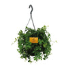 Parthenocissus Striatha Hang - Ø15cm - ↕15cm