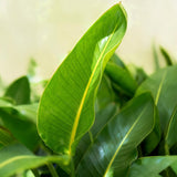 Green BoutiQ - Green is... Kamerplanten - Stelitzia Nicolai - Paradijsvogelbloem - Weinig onderhoud - Groen - 1 Plant - Pot 17cm - Hoogte 70-90cm