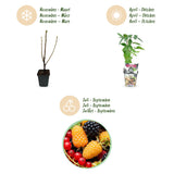 Green boutiQ - Fruitplanten - Tricolour - Rode Bes - Gele Framboos - Zwarte Braam- Winterhard - 6 Planten - Pot9cm
