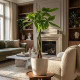 Pachira Aquatica met Potter wit - 80cm - Ø21
