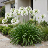 Green boutiQ - Vasteplant - Agapanthus africanus Albus - Afrikaanse Lelie - Bijen en Vlinderlokkers - Wit - 24 Planten - Pot 11cm - Hoogte 15-25cm