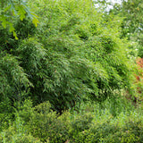 Green boutiQ - Grassen - Fargesia nitida Red Dragon - Niet Woekerende Bamboe - Bladhoudend - Groen - 2 Planten - Pot 23 cm - Hoogte 80 cm