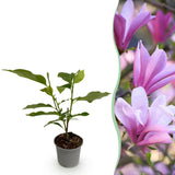 Green boutiQ - Tuinplant - Magnolia Betty - Bloem Wit - 1 Plant - Bladverliezend - Weinig Onderhoud - Pot 12cm Hoogte 30cm