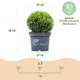 Green boutiQ - Buxus Bol - BetterBuxus Skylight - Resistant tegen de Buxus Schimmel - 1 planten - pot 23cm bol 25cm