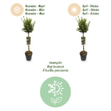 Green boutiQ - Plant op Stam - Euonymus fortunei Harlequin - Terras Plant - Bladhoudend - Winterhard - Groen-Wit Blad - Pot 19cm Hoogte 90cm