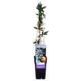 Passiflora Blauw caerulea - Ø15cm - ↕65cm