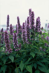 24x Agastache 'Blue Fortune' - ↕10-25cm - Ø9cm