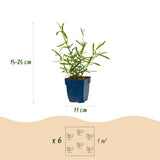 Green boutiQ - Vasteplant - Verbena bonariensis Lollipop - Ijzerhard - Bijen en Vlinderlokkers - Paars - 6 Planten - Pot 11cm - Hoogte 15-25cm
