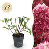 Green boutiQ - Tuinplant - Hydrangea panniculata Living Little Rosy - Pluimhortensia - Winterhard - Roze - 3 Planten - Pot 12cm - Hoogte Hoogte 20-30cm