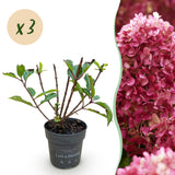 Green boutiQ - Tuinplant - Hydrangea panniculata Living Little Rosy - Pluimhortensia - Winterhard - Roze - 3 Planten - Pot 12cm - Hoogte Hoogte 20-30cm
