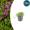 12x thymus serpyllum - ↕10-25cm - Ø9cm