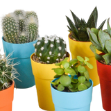 Cactus en vetplanten mix 5.5 cm | 15 stuks - in gekleurde plasticpot