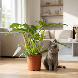Green boutiQ - Kamerplant - Philodendron - Philodendron Lacerum - Groen - Weinig onderhoud - 1 Plant - Pot 19cm - Hoogte 65cm