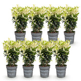 Green boutiQ - 8x Euonymus japonica Paloma Blanca - Kardinaalsmuts - Haagplanten - Groenblijvend - Groen - Wit - Pot 9cm - Hoogte 20-30cm