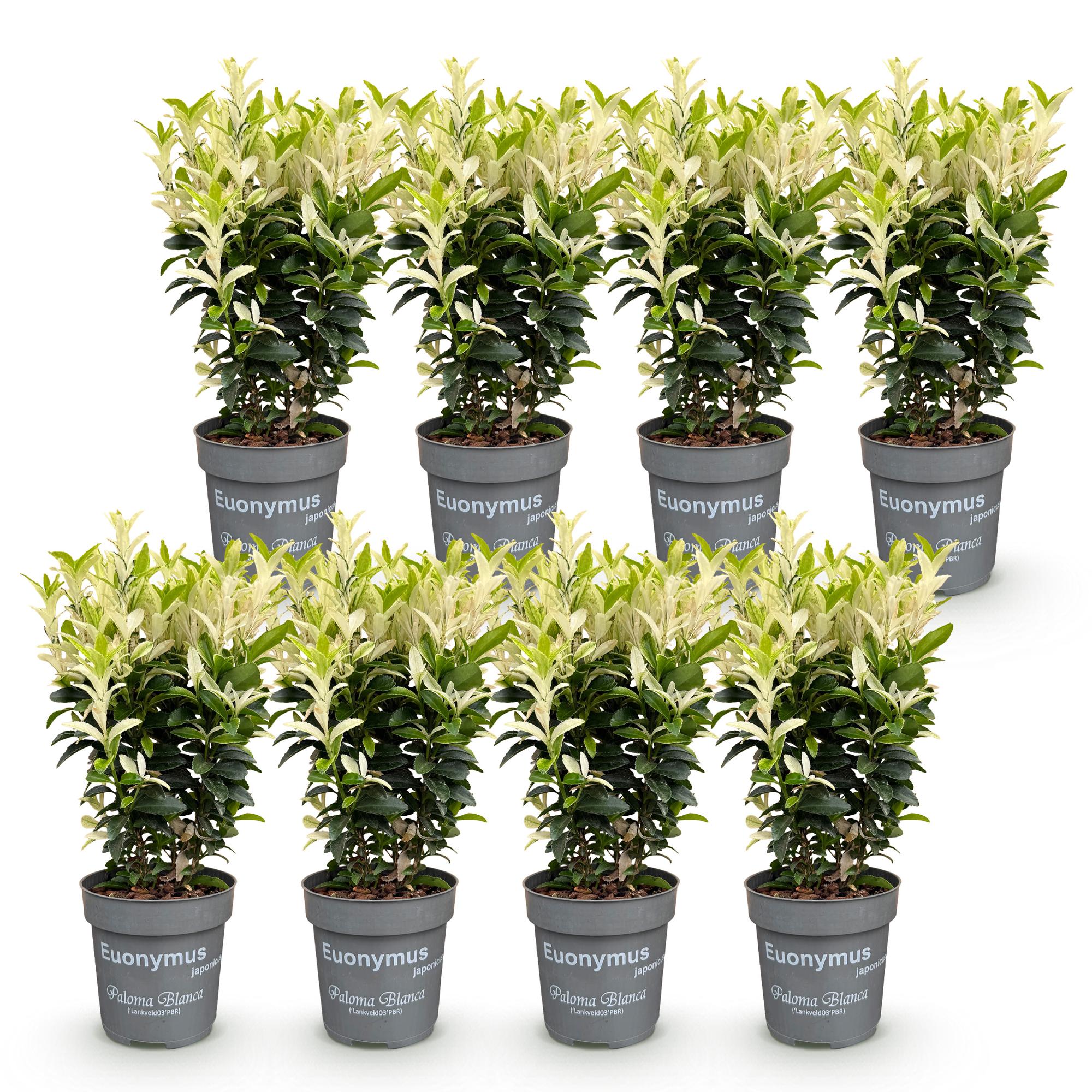 Green boutiQ - 8x Euonymus japonica Paloma Blanca - Kardinaalsmuts - Haagplanten - Groenblijvend - Groen - Wit - Pot 9cm - Hoogte 20-30cm