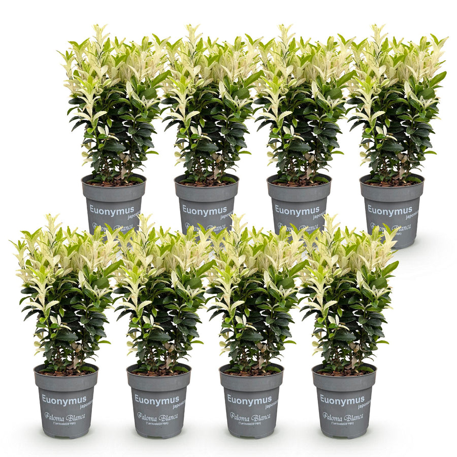 Euonymus japonica Paloma Blanca — Kardinaalsmutshaag, 8 stuks, 20-30 cm