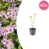 60x Kalimeris incisa 'Blue Star' - ↕10-25cm - Ø9cm