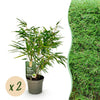 Green boutiQ - Bamboe - Fargesia rufa - Groen - 2 Planten - Bladhoudend - Niet Woekerend- Pot 17cm Hoogte 60cm
