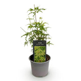 Green boutiQ - Tuinplant - Acer palmatum Seiryu - Groen 1 Plant - Bladverliezend - Weinig Onderhoud- Pot 12cm Hoogte 35cm