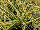 24x Carex oshim. 'Evergold'- ↕10-25cm - Ø9cm