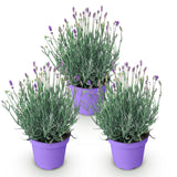 Green boutiQ - Tuinplant - Lavandula angustifolia Munstead - Lavendel - Winterhard - Paars - 3 Planten - Pot 12cm - Hoogte 15-25cm