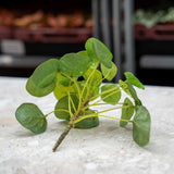 Pilea mini bush 13cm
