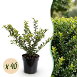 Green boutiQ - 40x Ilex crenata Golden Gem - Japanse Hulst - Haagplanten - Groenblijvend - Geel - Pot 9cm - Hoogte 20-30cm