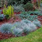 Green boutiQ - Siergrassen - Festuca glauca Intense Blue- Blauw - 1 Plant - Groenblijvend - Winterhard - Pot 17cm Hoogte 50cm