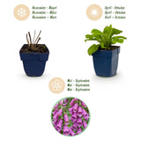 Green boutiQ - Vasteplant - Digitalis purp. Dalmatian Purple - Vingerhoedskruid - Schaduw - Paars - 12 Planten - Pot 11cm - Hoogte 15-25cm