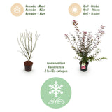 Green boutiQ - Tuinplant - Acer palmatum Shaina - Japanse Esdoorn - Bladverliezend - Rood - 1 - Pot 26cm - Hoogte 90cm