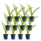 Green boutiQ - Vasteplant - Hemerocallis Pink Damask - Daglelie - Bijen en Vlinderlokkers - Roze - 12 Planten - Pot 11cm - Hoogte 15-25cm
