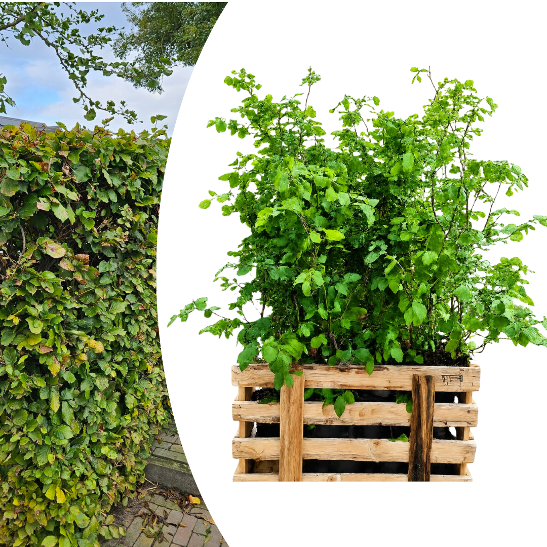 Palletdeal Haagplanten:50 Fagus sylvatica ↕60-80 - Ø 19cm | Mini Pallet