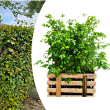 Palletdeal Haagplanten:50 Fagus sylvatica ↕60-80 - Ø 19cm | Mini Pallet