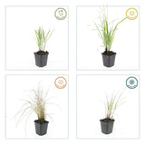 6x Calamagrostis acut. 'Karl Foerster'- ↕10-25cm - Ø9cm