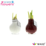No Water Flowers Waxz Colorz - 2 stuks - Ø7 cm - ↕15 cm