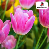 Tulpenbollen Dynasty — roze tulp, 20 stuks (maat 11/12)