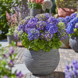 Green boutiQ - Tuinplant - Hydrangea Endles Summer Summer Love Purple - Hortensia - Winterhard - Paars - 8 Planten - Pot 14cm - Hoogte 20-25cm