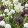 Bollenmix Natte Tuin — voor vochtige grond, 240 stuks (maat 10/12)