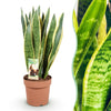 Green BoutiQ - Green is... Kamerplanten - Sansevieria Laurentii - Vrouwentong - Weinig onderhoud - Groen - 1 Plant - Pot 21cm - Hoogte 70-80cm