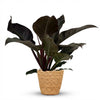 Green boutiQ - Kamerplant - Philodendron - Philodendron Imperial Red - Rood - Weinig onderhoud - 1 Plant - met Mand - Pot 19cm - Hoogte 60cm